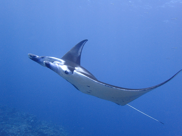 Underwater Today♪ Mantas, Corals and the Crabs Secret Meeting!