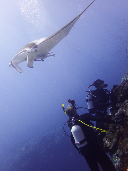 A Big Manta☆ and Lots of Other Encounters☆