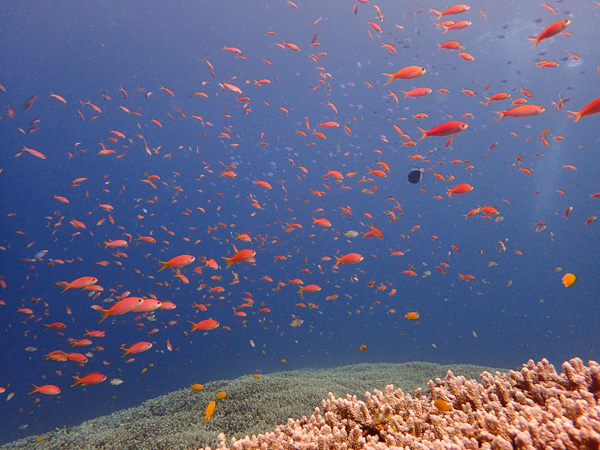 Beautiful day Underwater☆ A Shark had Siesta Under a Rock♪