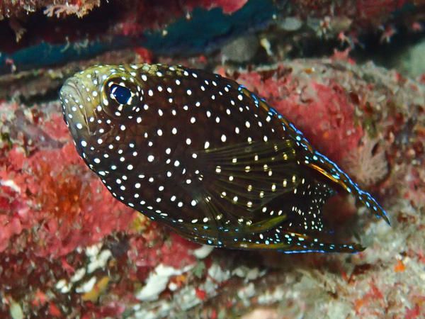 Flat Ocean and Great Diving Conditions♪ Mantas…?