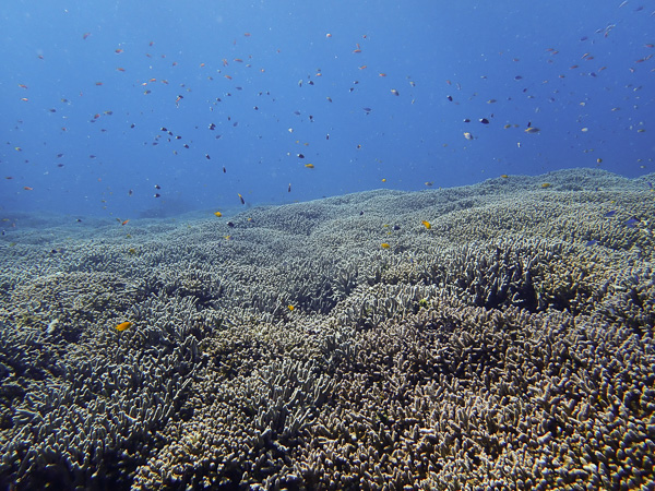 Discover Scuba and Fun Dives♪ Ladies Day☆