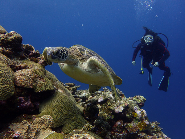 Relaxed Dives in Calm Ocean♪