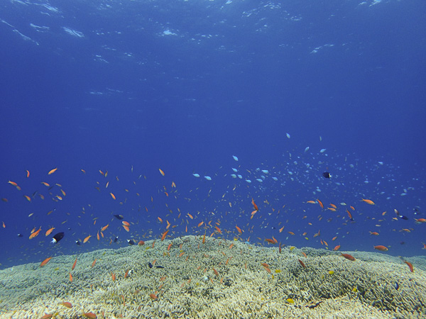 Another Day Without Manta Rays… But the Coral Reefs are Abundant with Life