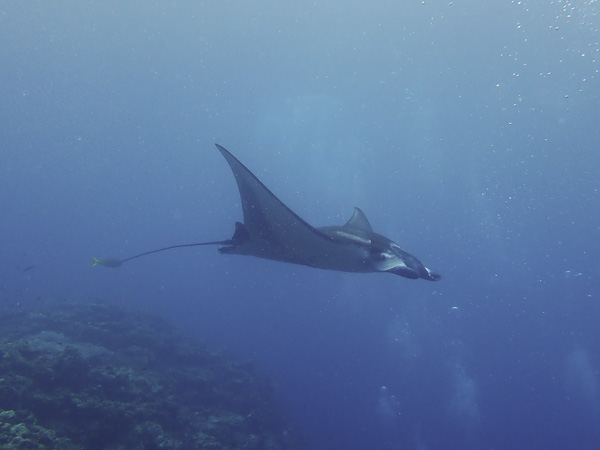 Just as We were About to Give Up – Finally a Manta Ray!