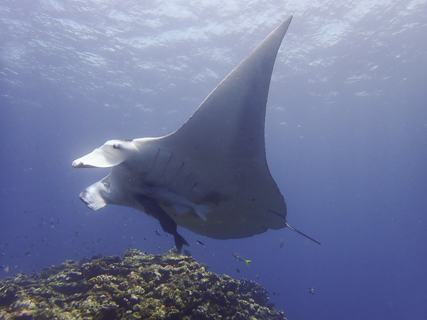 Great Dives♪ Finally a Manta that Circled Slowly Above the Station☆