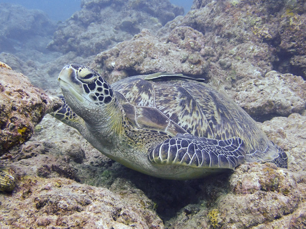 Fun Dives in Osaki and Nagura