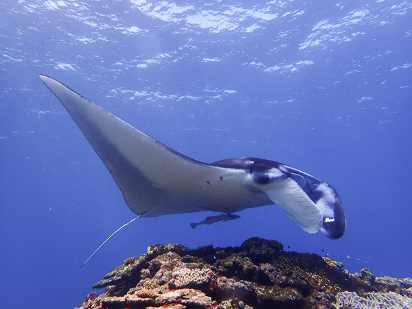 Manta Rays on Open Water Course?!