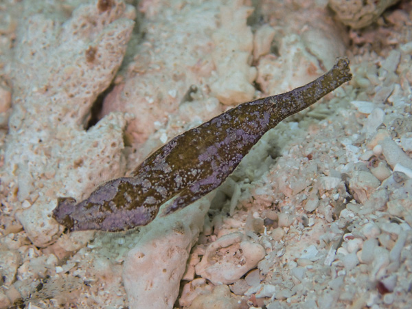 Diving Among Corals