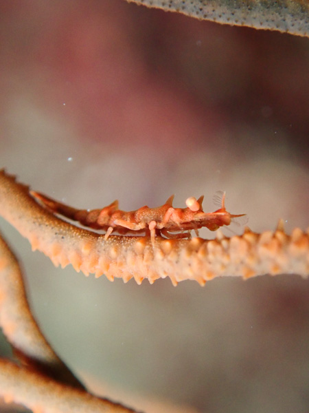 Lots of Shrimps on Today’s Dives☆ And Green Turtles☆