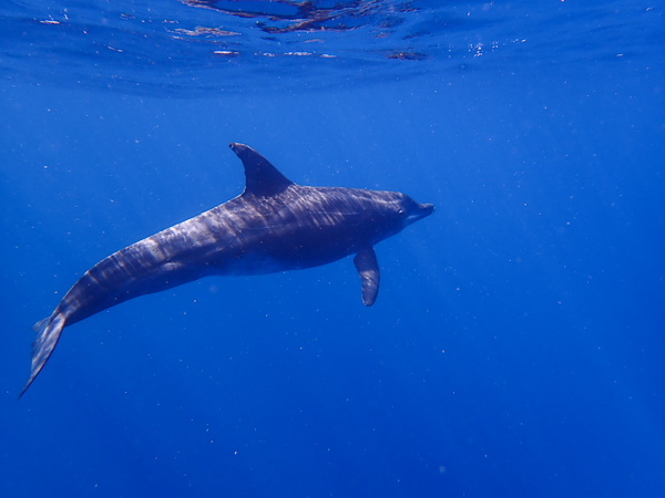 Beginner and Certified Divers Together♪ Surface Interval with Dolphins☆