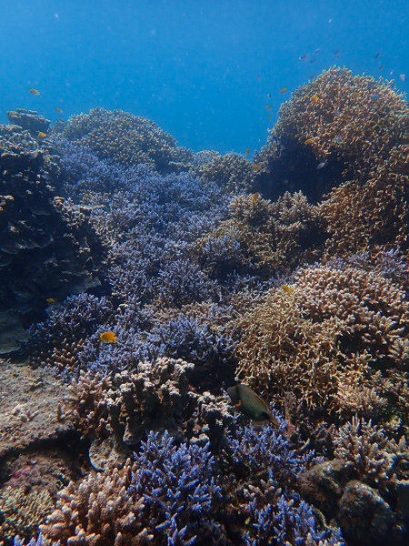 Fun Dives on Calm Ocean☆