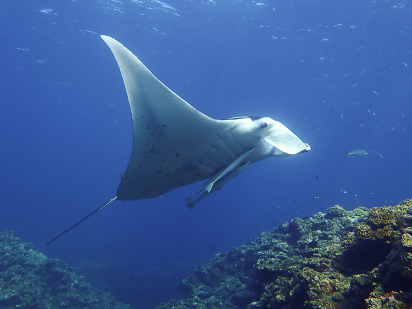 Manta Rays♪ Manta Rays♪♪ Long Time no Seen Kabira Bay☆