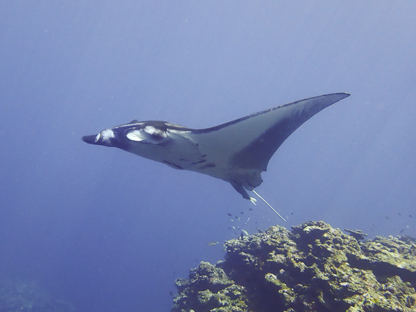 So Many Manta Rays Today!!!