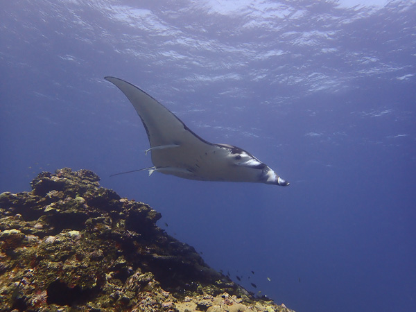 Great Time for Seeing Manta Rays♪ Lots of Turtles too☆