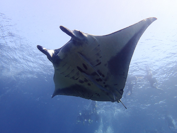 The Calm Before the Storm♪ Diving with Mantas and Turtles☆