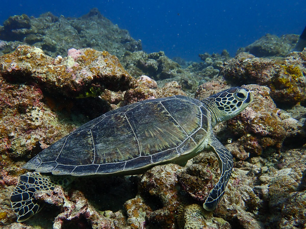 Great Weather for Discover Scuba Dives