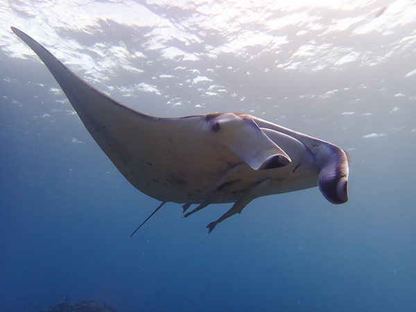 Fun Dives☆ From Osaki to Manta Point♪