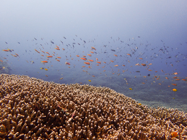 Summer is Back! Time for Fun Dives♪