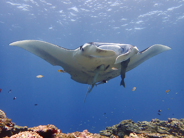 Manta Rays on 3rd Dive☆