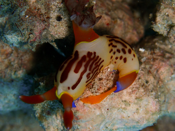 大崎でファンダイブ☆小さな生き物たちから大きなアオウミガメも登場☆