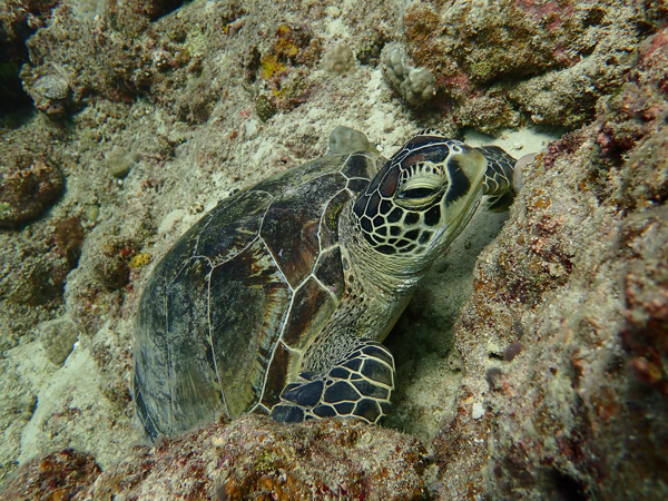 The Discover Scuba Divers who Met a Turtle