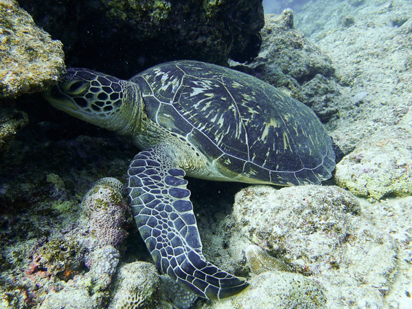 The Turtles are Back☆  and We Saw a Cuttlefish again!