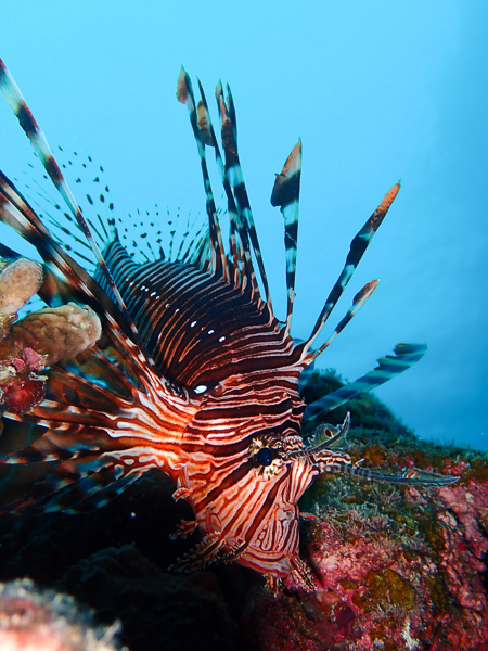 Fun Dives☆ Lots of Shrimps and Crabs♪