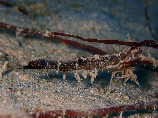 Heading Towards Winter, Lots of New Encounters Underwater☆