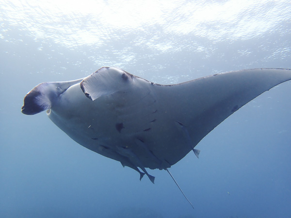 Winter Dives at Yonehara and Manta point☆