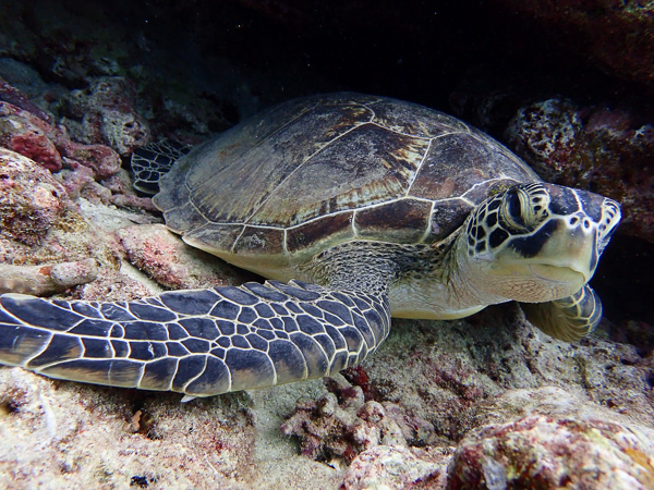 Family Snorkeling and Scuba Dives♪