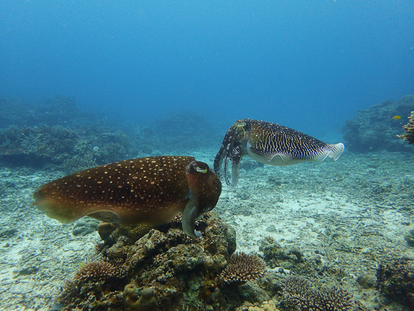 First dives of 2019♪