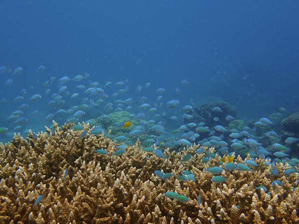 The Cuttlefish Season is Still Not Over in Nagura Bay