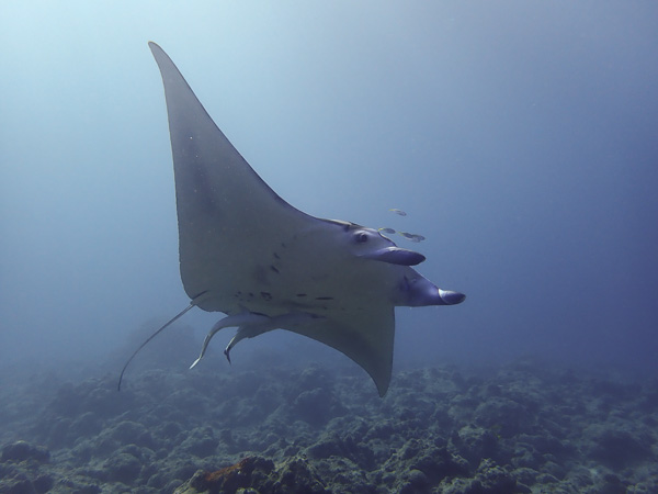 Clear Sky♪ and Manta Rays in Osaki☆