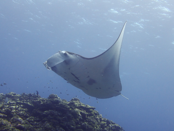 Toward Ishisaki Manta Rays