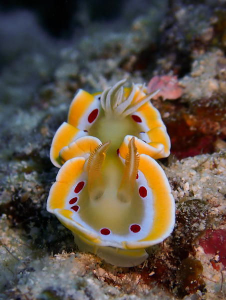 Slow Fun Dives with Lots of Amazing Creatures