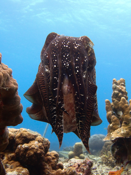 Dives under Rough Seas