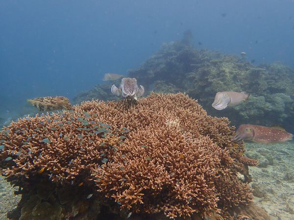 The Great Dance of the Giant Cuttlefishes