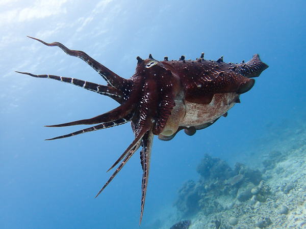 Lots of Giant Cuttlefishes Today Again☆