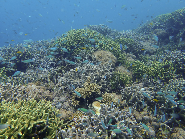 Diving in Nagura Bay