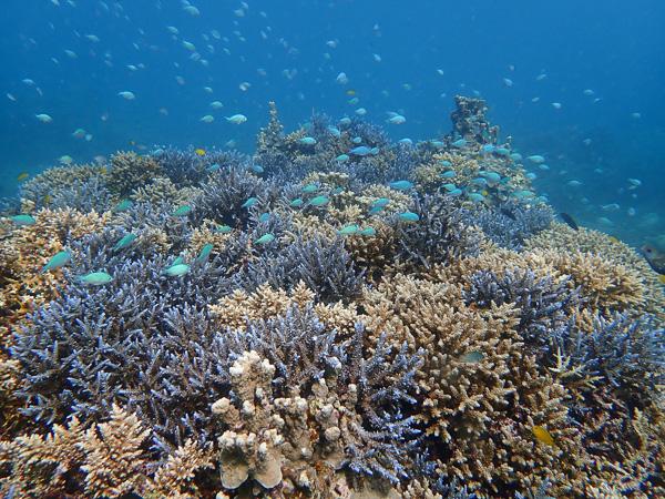 Diving Among Blue Corals☆