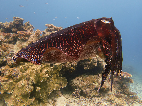 On Request! Lots of Cuttlefishes in Ishigaki♪