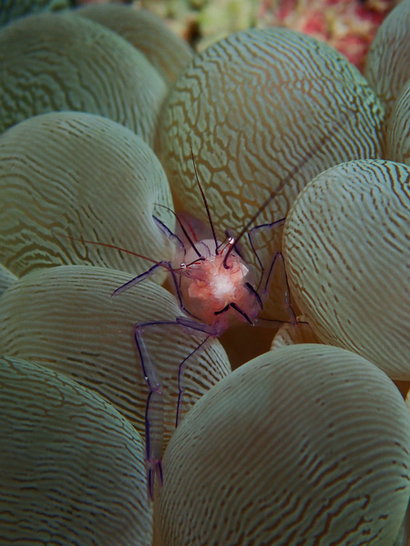 Fun Dives in Wintry Ishigaki Island