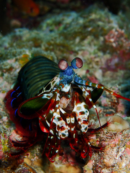 Fun Dives♪ Which Animal is Gathering in Osaki?!