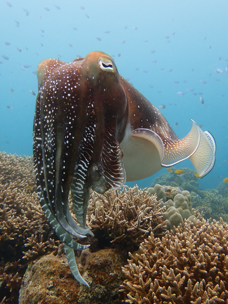 Discover Scuba Dives with Giant Cuttlefish♪♪