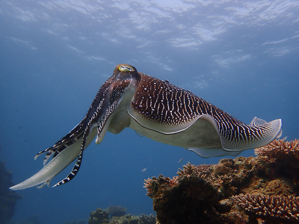 Let’s Watch the Cuttlefishes in Quiet Nagura Bay