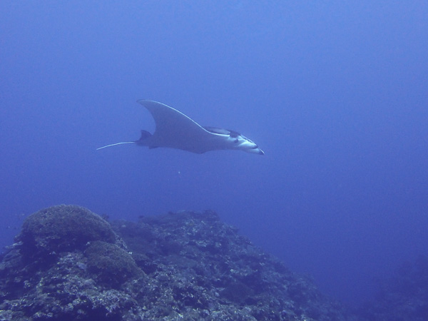 Short Visit to Manta Point♪