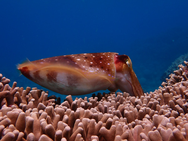 Diving with Cuttlefishes in Ishigaki♪