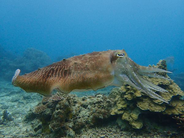 Chilly March Dives in Ishigaki☆