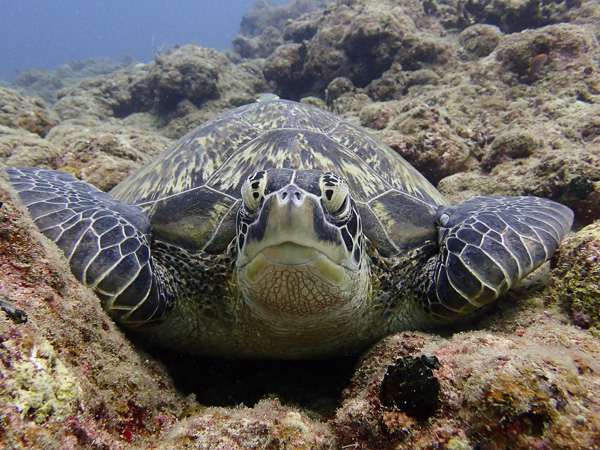 ☆Big Turtle ☆Small Critters and a ☆Manta Ray Swam By