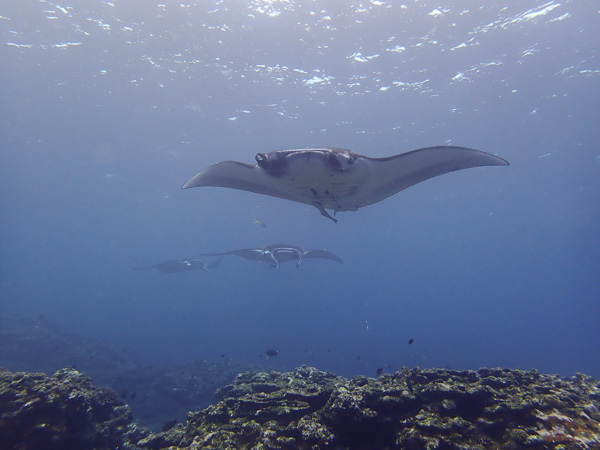 From Sakieda to Kabira♪ So Many Manta Rays♪♪